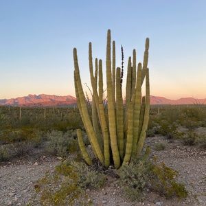 Meet your Posher, Sårah